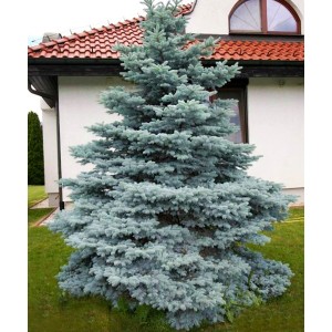 Саженец Ели колючей Мисти Блу (Pungens Misty Blue) (саженец до 40 см)