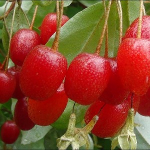 Саженец гуми Сахалинский первый