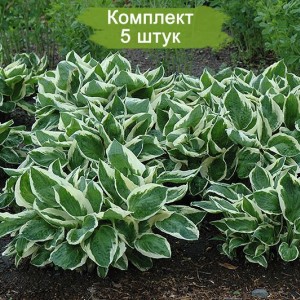 Саженцы хосты Минитсмэн (Minuteman) -  комплект 5 шт.