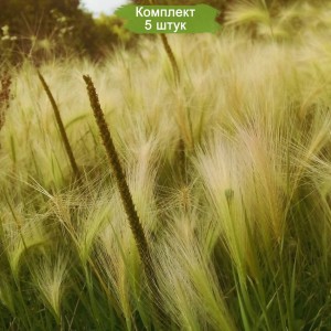 Саженцы ковыли Дальневосточной  -  комплект 5 шт.