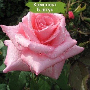 Саженцы чайно-гибридной розы Эйфелева башня /Эйфель Тауэр (Eiffel Tower) -  комплект 5 шт.