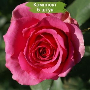 Саженцы чайно-гибридной розы Тенга Венга (Tenga Venga) -  комплект 5 шт.