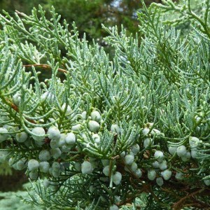 Саженец можжевельника Виргинского 20-40 см