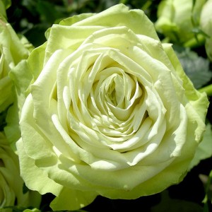 Саженец чайно-гибридной розы Грин Ти (Green Tea)