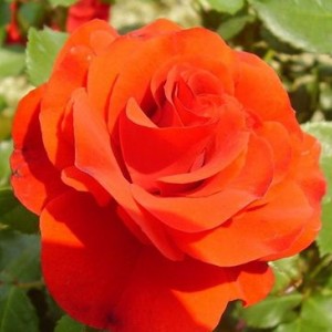 Саженец штамбовой розы Ремембрэнс (Remembrance)