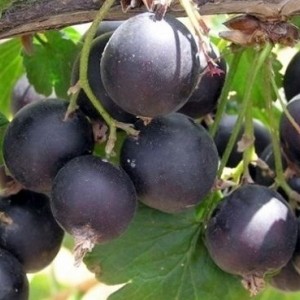 Саженец Йошты ЕМБ