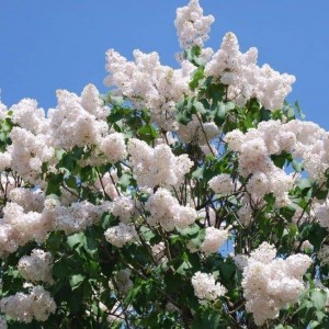 Сеянец Сирень Память о Колесникове