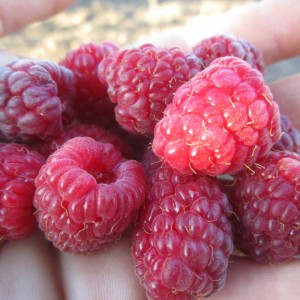 Саженец ремонтантной малины Джоан Джи  (Joan J) (Красная)